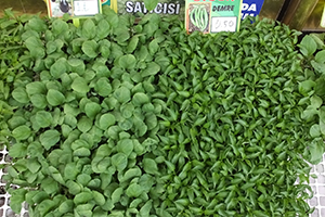 Sebze Fidesi Satışına Talep Arttı