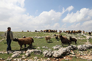 Hayvancılık Sektörüne Suudi Arabistan İlgisi