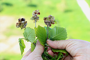 Fındık Üreticileri Kozalak Akarı Konusunda Uyarıldı