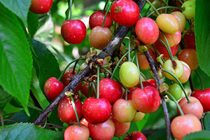 Kirazın Anavatanı Kemalpaşa da İlk Hasat Yapıldı