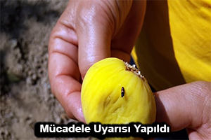 Ekşilik Böceği Mücadelesi Başladı
