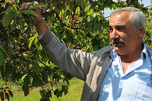 Dalları Kiraz Bastı
