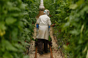 Domates İhracatı Yüzde 50 Arttı