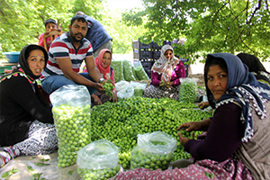 Tarım İşçileri Bizim Bayramımız Çalışmak