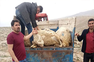 Krediyle Aldığı Koyunları Kurtlar Telef Etti