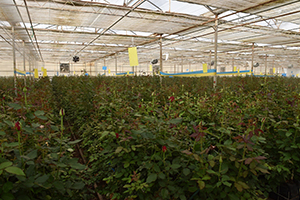 Karagül Süs Bitkileri Sektörüne Kazandırılıyor