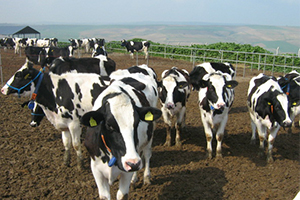 151 Bin Baş Hayvan Dağıtılacak