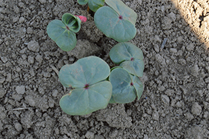 Üretici Yeniden Pamuğa Yöneldi