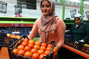 Domates Hafta Başından İtibaren büyük Kentlerde