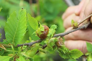Kestane Ağaçlarını Kurutan Katil Arılara Çare Bulunamıyor