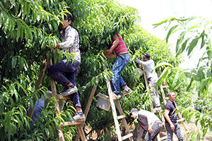 Türkiye nin Meyve Deposu Turfanda Meyve Hasadı Başladı