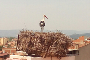 Sındırgı nın Leyleklerine Üniversite Güvencesi