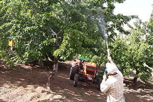 Meyve Bahçelerinde Zirai Mücadele