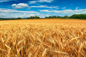 Yabancıların Gözdesi Tarımsal Yatırımlar