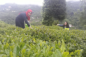 Beyaz Çay Hasadına Başlandı