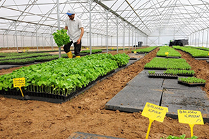 Büyükşehir Sebze Üreticilerinin Yüzünü Güldürdü