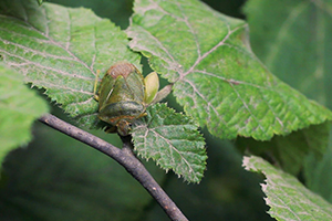 Fındıkta Yeşil Kokarca Mücadelesi