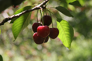 Dünyaca Ünlü Meyve Çin Ve Japonya ya İhraç Edilecek