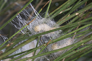 Devlet Desteği İle Türkiye nin En Kapsamlı İpek Böceği Evini Kurdu