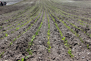 Zahmeti Çok Ekimi Zor Tütün Toprakla Buluşuyor