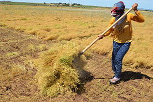 Tahıl Ambarı Şanlıurfa da Hasat Zamanı