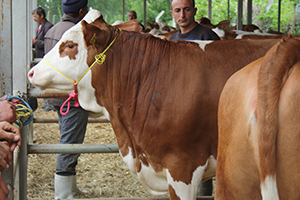 Simentel Irkı 270 Gebe Düve, Hayvan Sahiplerine Teslim Edildi