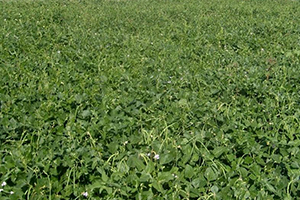 Türkiye nin İlk Yemlik Börülce Çeşidi Ülkem Tescil Ettirildi