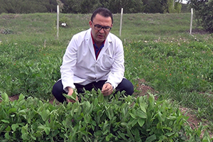 Soğuğa Dirençli Bezelye Geliştirildi