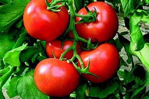 Ekonomi Bakanlığı ndan Irak a Domates Açıklaması