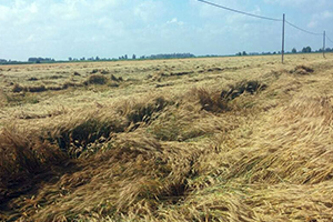 Dolu Ve Yağışlar En Çok Çiftçiyi Etkiledi