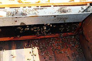 Toplu Arı Ölümlerinde Artış