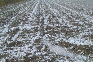 Fındık Büyüklüğünde Dolu Tarım Arazilerine Zarar Verdi