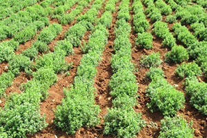 Hazine Arazisi Tıbbi ve Süs Bitkisi Yetiştiricileri İçin Kiralanabilecek