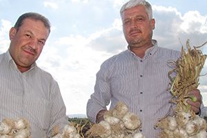 Araban Ovası`nda `Beyaz Altın` Hasadı Başladı