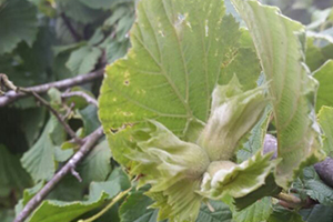 Fındıkta külleme Hastalığına Dikkat