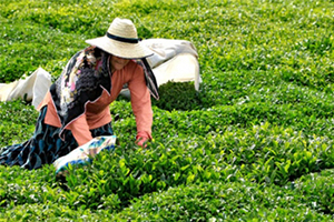 2017 Yılı Yaş Çay Taban Fiyatı Açıklandı
