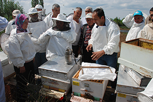 Bayramiç te Ana Arı Üretim Kursu