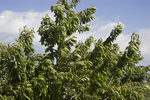 Nisan da Yağan Kar Kiraz Fiyatlarını Uçurdu