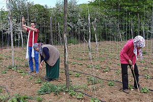Pazaryeri Boncuğu ndan 8 Milyon Lira Gelir Bekliyorlar