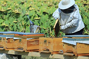 Türkiye Bal Üretiminde Dünyada İkinci