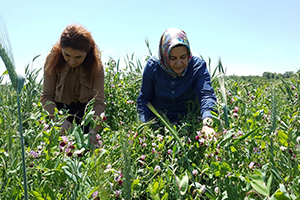 Büyükşehir den Yem Bezelyesi Üretimine Destek