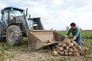 Çiftçiler Şeker Pancarından Umutlu