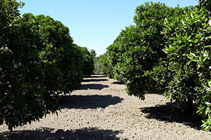 Turunçgil Unlu Bit Zararlısı İle Mücadele Başladı