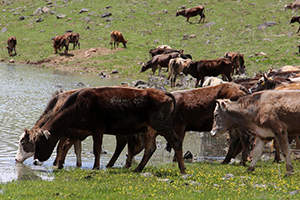 Büyükşehir den Tarım Ve Hayvancılığa Destek