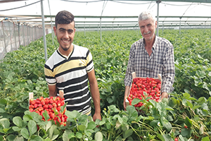 Çilek Üretimi Yarıya Düştü