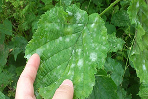 Fındıkta Küllenme Tehlikesi