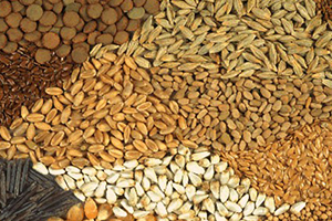 Türkiye Yüzde 100 Yerli Tohum Üretiyor