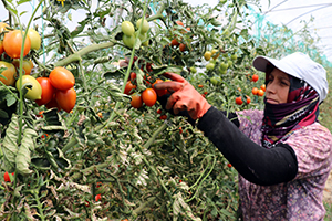 Domates Dünya Ülkelerinin Gözdesi Oldu