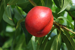 Nektarin Kızardıkça Üreticisi Güldü