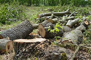 Silivri de Ormanlık Alandaki Ağaçların Kesilmesine Tepki